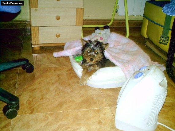 La foto del perro