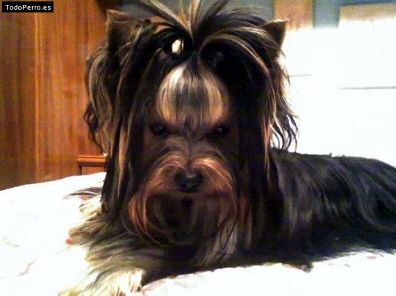 La foto del perro