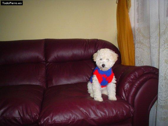 La foto del perro