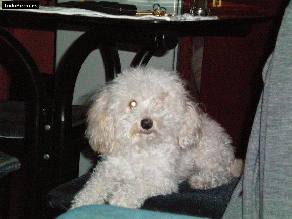 La foto del perro
