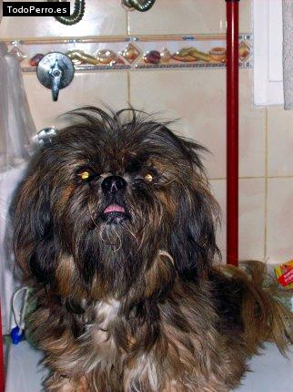 La foto del perro