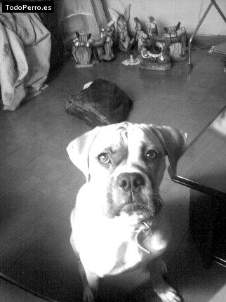 La foto del perro