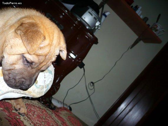La foto del perro
