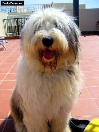 La foto del perro