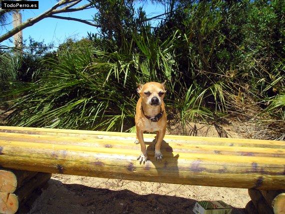 La foto del perro
