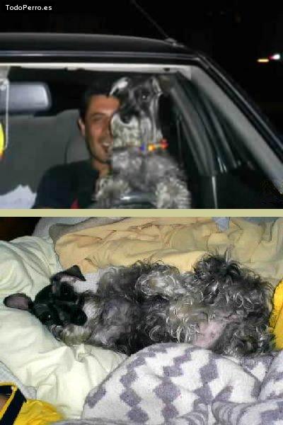 La foto del perro