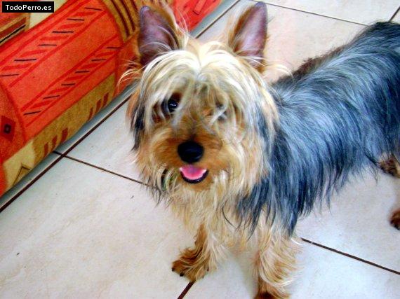 La foto del perro