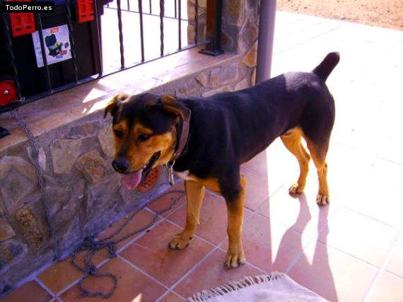 La foto del perro