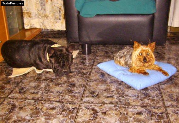 La foto del perro