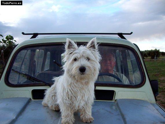 La foto del perro
