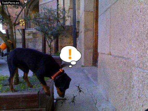 La foto del perro