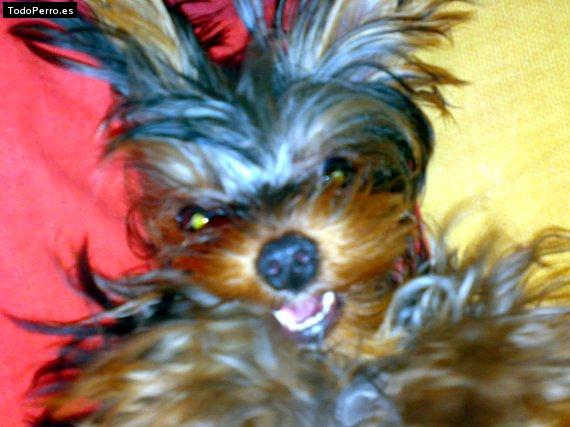 La foto del perro