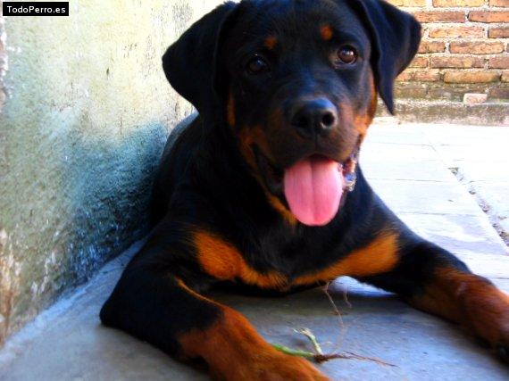 La foto del perro