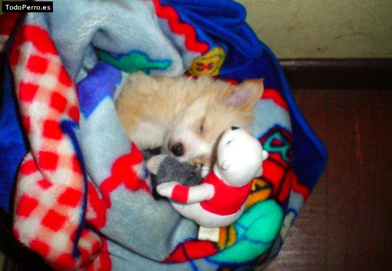 Foto del perro Linda