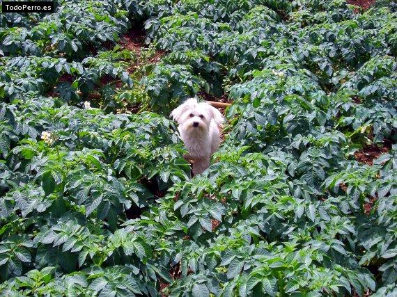 La foto del perro