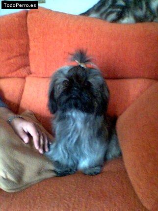 La foto del perro