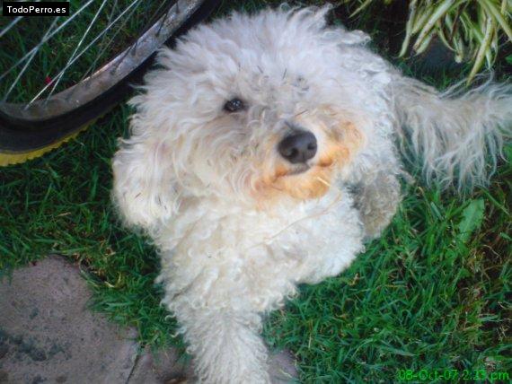 La foto del perro