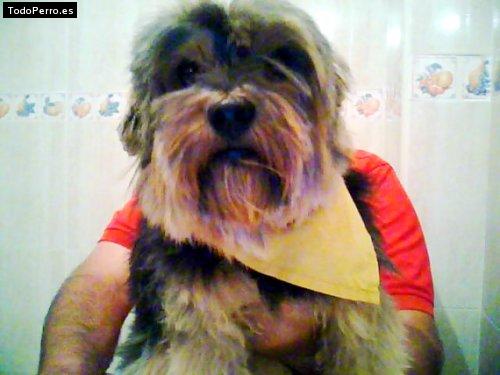 La foto del perro