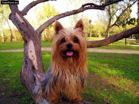 La foto del perro