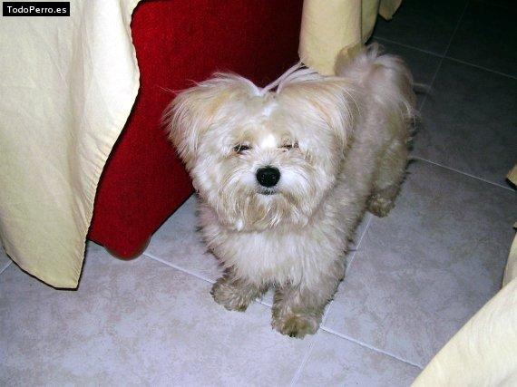 La foto del perro