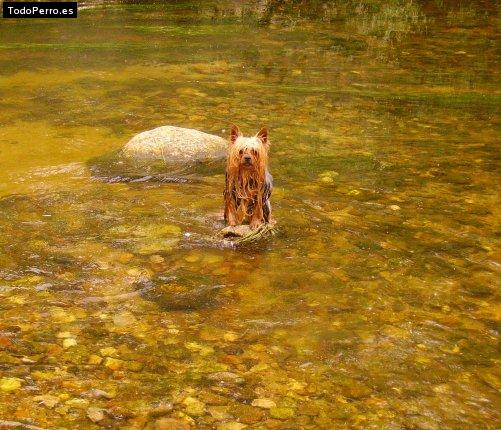 La foto del perro