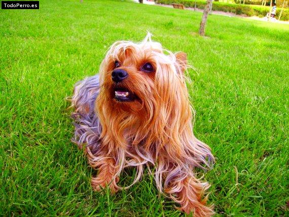 La foto del perro