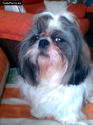 La foto del perro