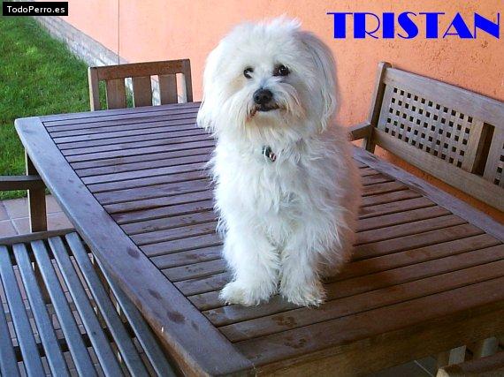 Foto del perro Tristan