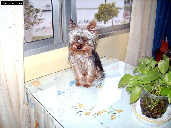 La foto del perro