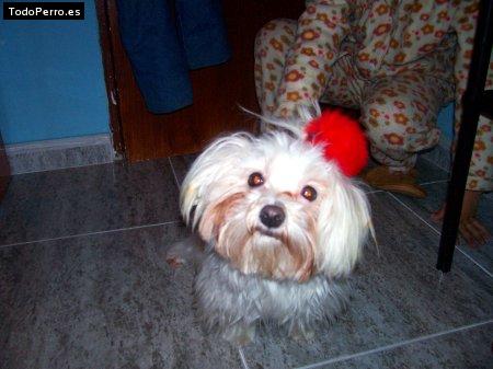 Foto del perro Tara