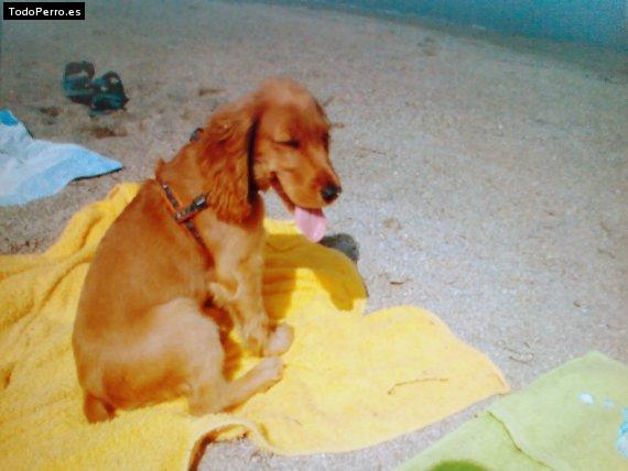 La foto del perro