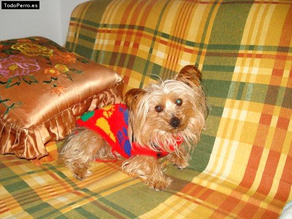 La foto del perro