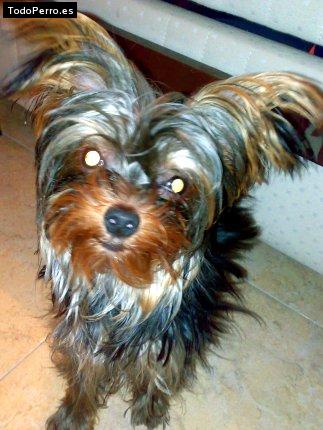 La foto del perro