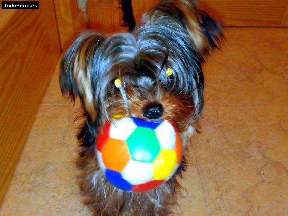 La foto del perro