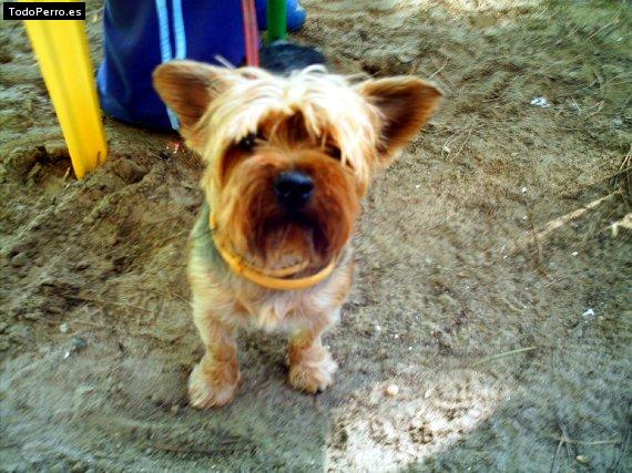 La foto del perro