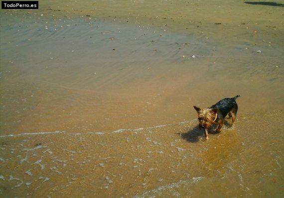 La foto del perro