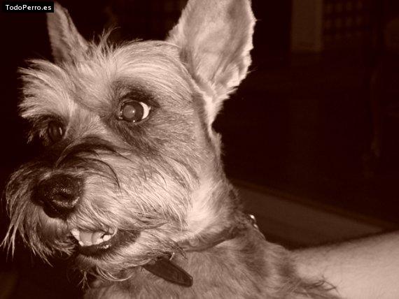 La foto del perro