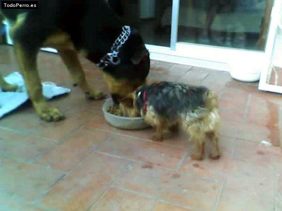 La foto del perro