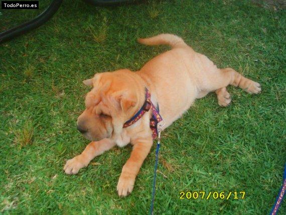 La foto del perro