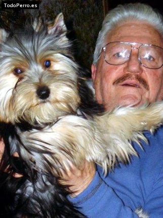 La foto del perro