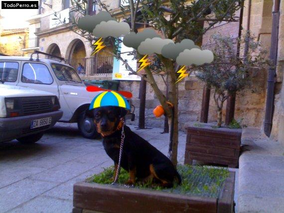 La foto del perro