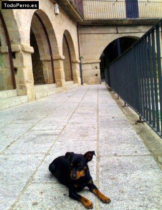 La foto del perro