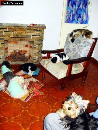 La foto del perro