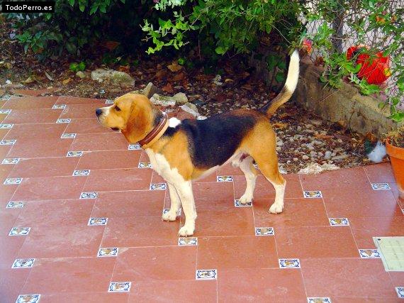 La foto del perro