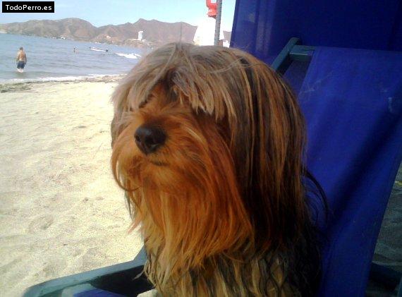 La foto del perro
