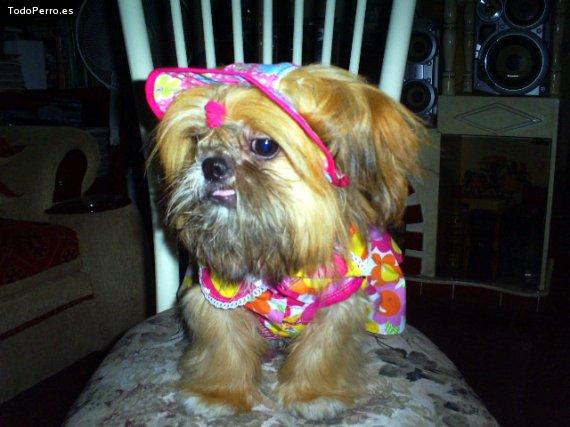 La foto del perro