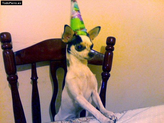La foto del perro