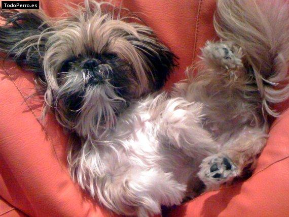 La foto del perro