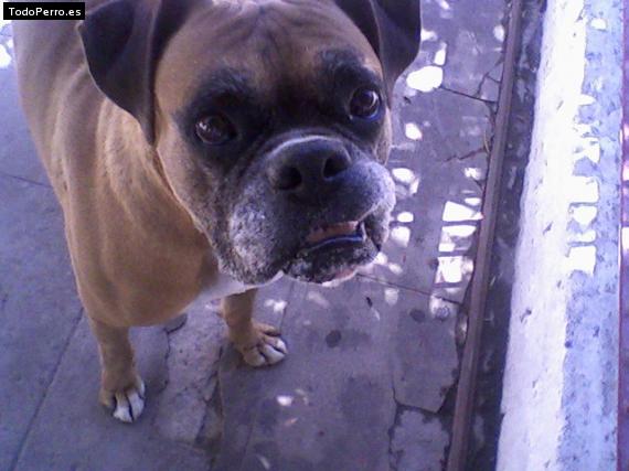 La foto del perro