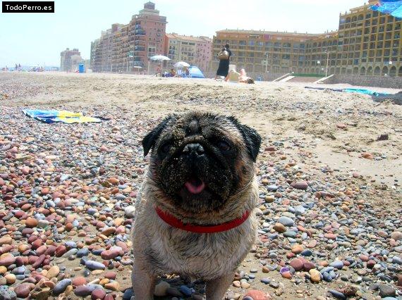La foto del perro
